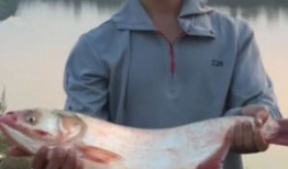 钓鲢鱼视频,视频教学带你轻松上钩