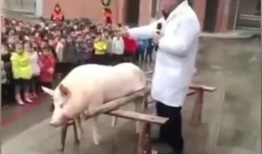 杀猪的视频,揭开残忍真相